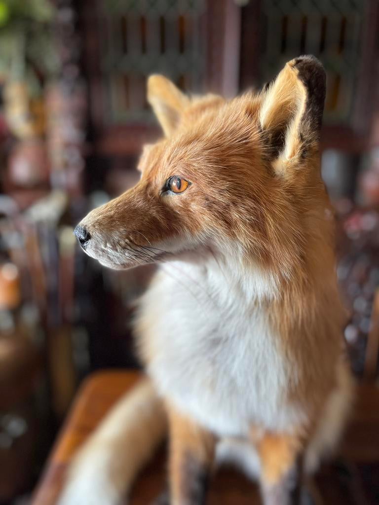 Prachtige opgezette zittende vos, Verzamelen, Ophalen, Zo goed als nieuw, Wild dier, Opgezet dier