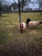3 stuks Skudde ooitjes, Meerdere dieren