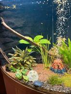 Juwel hoek aquarium wit, Dieren en Toebehoren, Ophalen of Verzenden, Gebruikt, Leeg aquarium