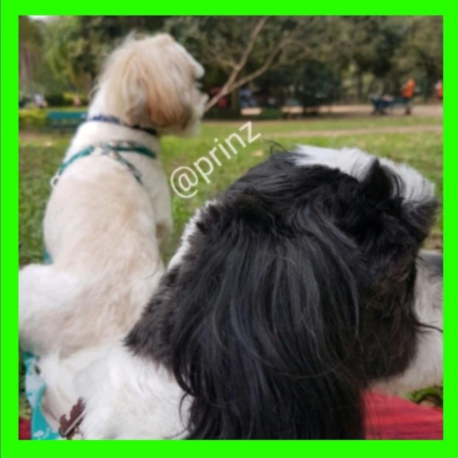 Hondenoppas Vakantie Honden opvang, oppas