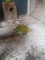 Een   mooie     jonge   engele    parkiet, Dieren en Toebehoren, Vogels | Parkieten en Papegaaien, Mannelijk, Parkiet, Tam