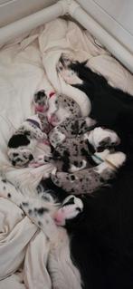 Unieke border collie pups, 8 tot 15 weken, Collie, Meerdere, Meerdere dieren