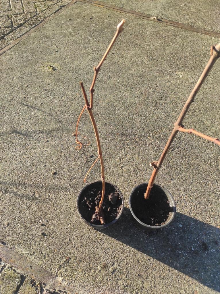 Tafel druiven. Met enkele pit en zonder pit, Ophalen of Verzenden, In pot
