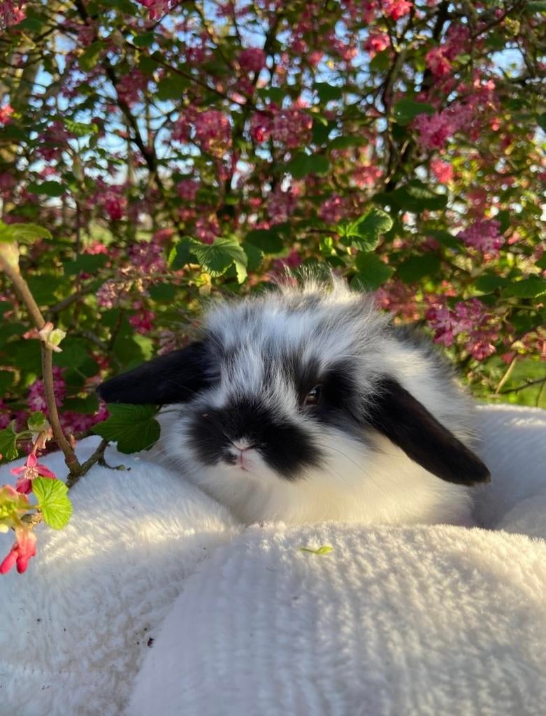 Hele mooie lieve jonge konijntjes te koop! (Ram/NHD/man), Dieren en Toebehoren, Konijnen, Mannelijk, Klein, Hangoor, 0 tot 2 jaar