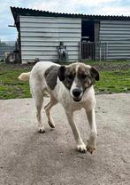 KIRA, ZACHTAARDIG MENSGERICHT, TEEFJE,  VERDIENT WARME MAND, Particulier, Buitenland, Teef, Parvo