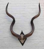 Grote oude schedel KUDU ANTILOPE op zwart houten schild (G), Ophalen, Gebruikt, Wild dier, Schedel