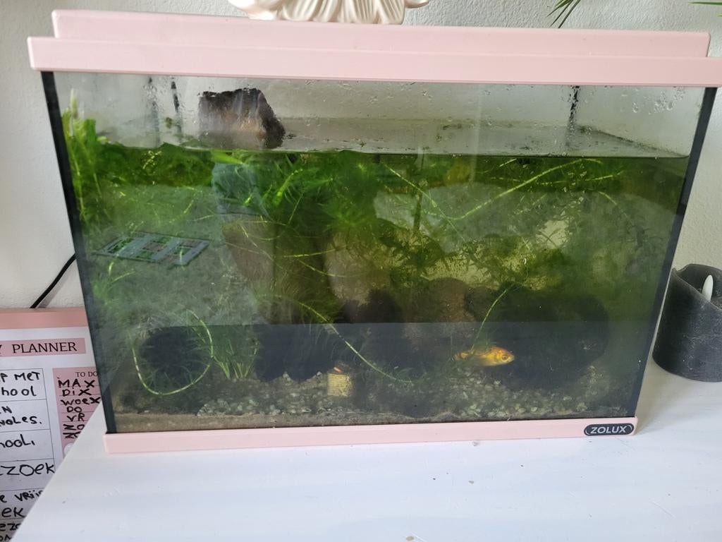 Mooi roze aquarium compleet, Dieren en Toebehoren, Vissen | Aquaria en Toebehoren, Ophalen, Zo goed als nieuw, Gevuld zoetwateraquarium