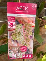 Esdoorn - Acer “Red Flamingo” 200cm hg, Tuin en Terras, Vaste plant, Bloeit niet, Halfschaduw, Ophalen