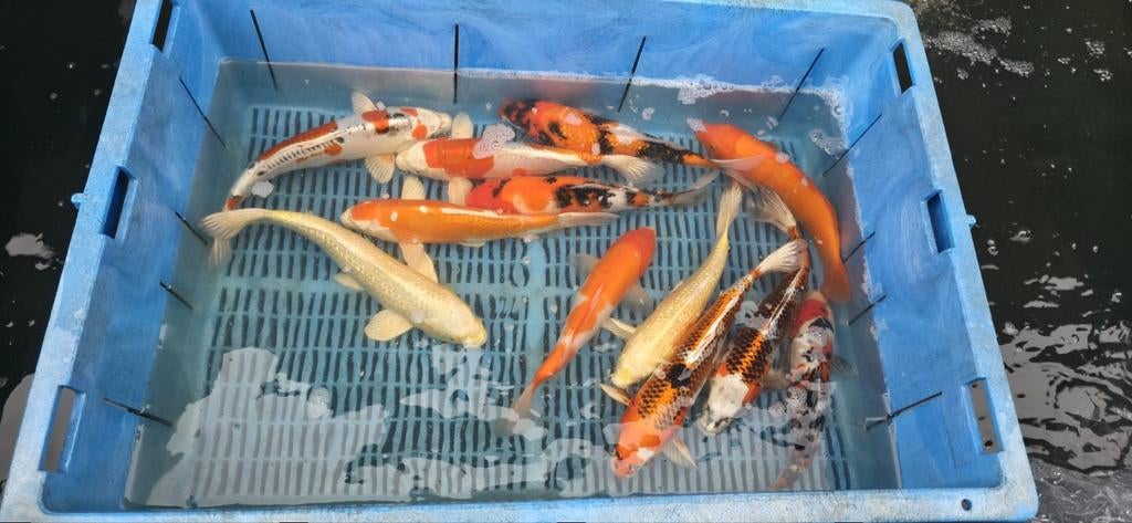 15 koi, Dieren en Toebehoren, Vissen | Vijvervissen, Karper of Koi