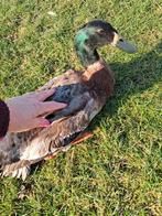 Handtamme Indische loopeend woerd, Dieren en Toebehoren, Pluimvee, Mannelijk, Eend