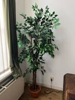 Kunst Ficus Benjamina boom 190 cm – nette staat, Huis en Inrichting, Ophalen, Zo goed als nieuw, Binnen