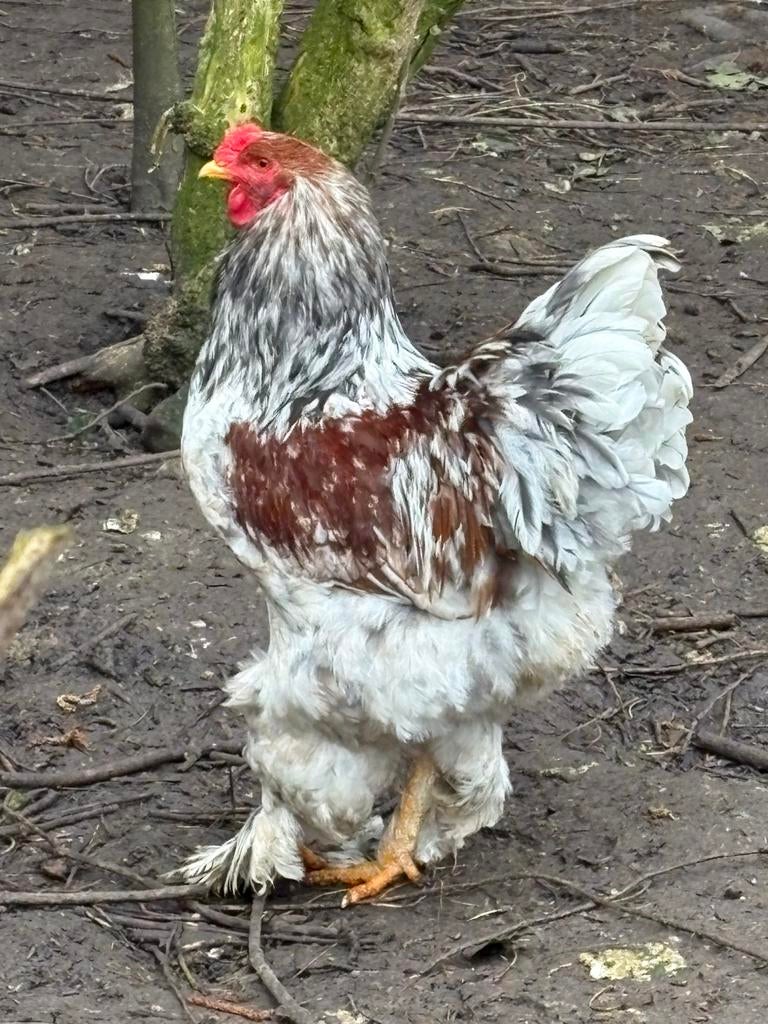 Brahma haan groot soort, Dieren en Toebehoren, Mannelijk, Kip