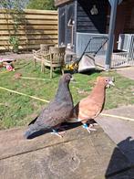 Twee mooie kleurpostduiven, Dieren en Toebehoren, Vogels | Duiven, Mannelijk, Postduif