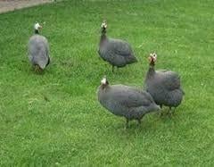 Aangeboden prachtige parelhoenders, zie advertentie., Dieren en Toebehoren, Pluimvee, Meerdere dieren, Overige soorten