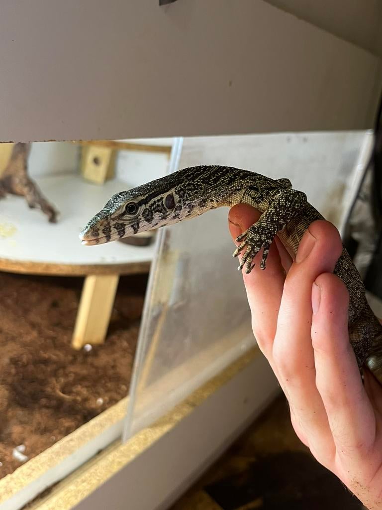 Nijlvaraan/Varanus niloticus Met terrarium en toebehoren Monitor Lizard - male for sale from Marieke