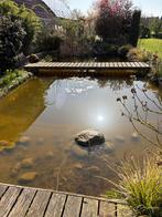 Vissen uit vijver goudvissen en 1 koi, Goudvis(sen)