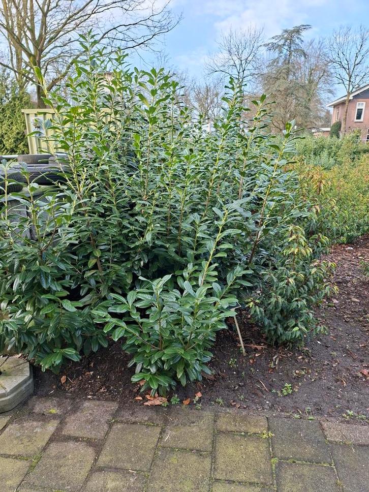 Prunus Novita, Tuin en Terras, Planten | Struiken en Hagen, Laurier, 100 tot 250 cm, Ophalen