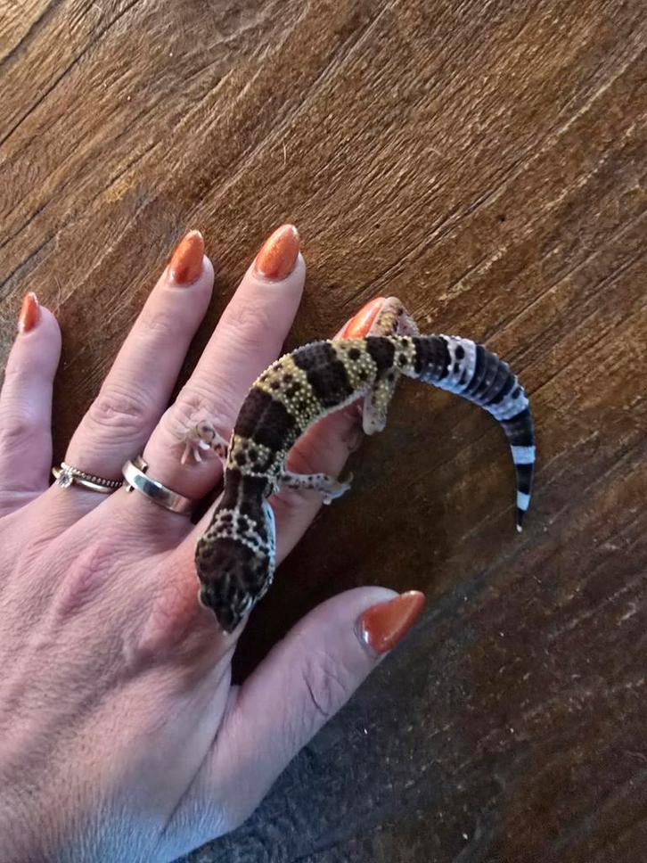 Jonge luipaardgekko Leopard Gecko - female for sale from San