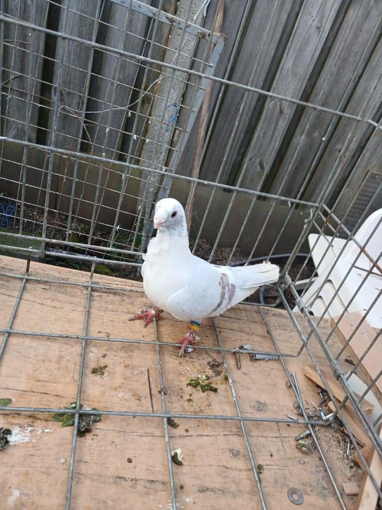 Man duif, Mannelijk, Overige soorten