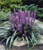 Leliegras, Tuin en Terras, Planten | Tuinplanten, Ophalen, Vaste plant, Siergrassen, Halfschaduw
