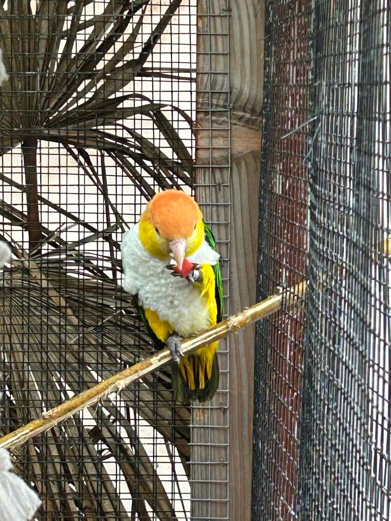 Te koop .Een koppel roestkop caique’s, Dieren en Toebehoren, Meerdere dieren, Papegaai