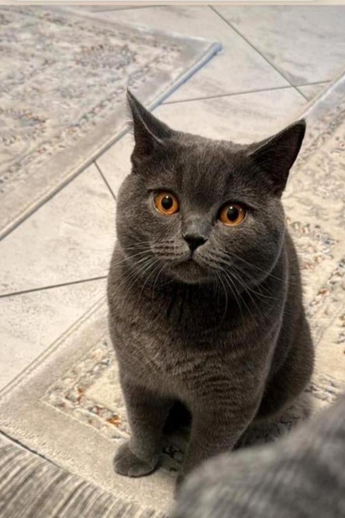 100% Britse korthaar kittens  verwacht!!!, Dieren en Toebehoren, Geslacht onbekend, Kortharig