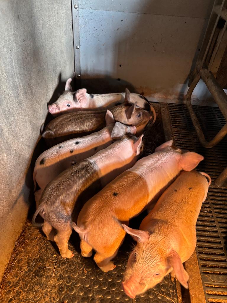 Biggen, Husumer varkens, pitrain, Dieren en Toebehoren, Schapen, Geiten en Varkens, Meerdere dieren, Varken, 0 tot 2 jaar