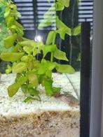 Vissen en planten, Dieren en Toebehoren, Vis