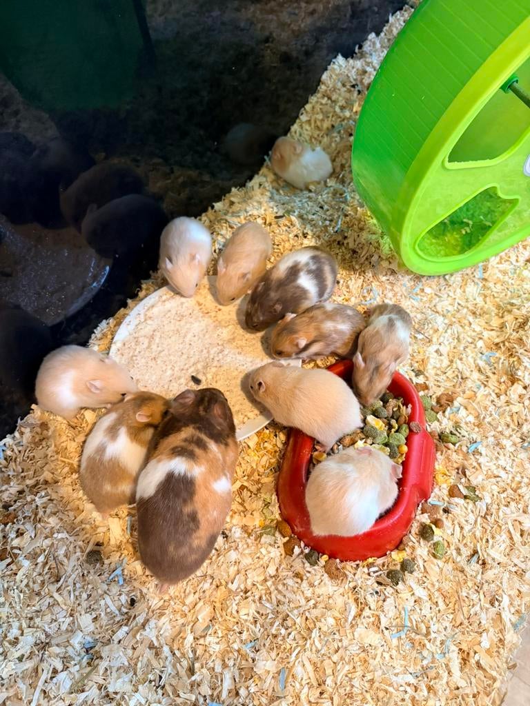 Te koop syrische hamster/ goudhamsters, Dieren en Toebehoren, Knaagdieren, Hamster, Februari, Meerdere dieren, Tam