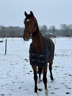KWPN merrie aangeboden, Dieren en Toebehoren, Paarden, Merrie, Recreatiepaard