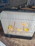 Gevraagd  Kanaries zebravinken parkieten tropis alles, Dieren en Toebehoren, Vogels | Hokken en Kooien, Ophalen of Verzenden, Hout