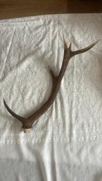 Hertengewei, Ophalen of Verzenden, Gebruikt, Beige, Natuurlijk materiaal