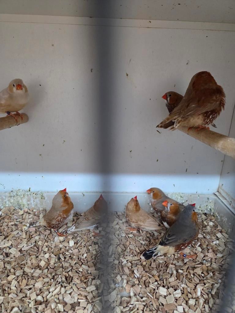 Oranje zebravinken, Dieren en Toebehoren, Vogels | Overige Vogels, Meerdere dieren