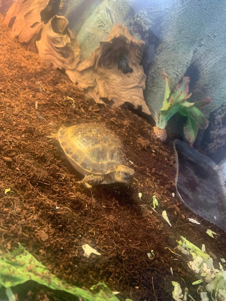 Testudo horsfieldii Tortoise - female for sale from pietje