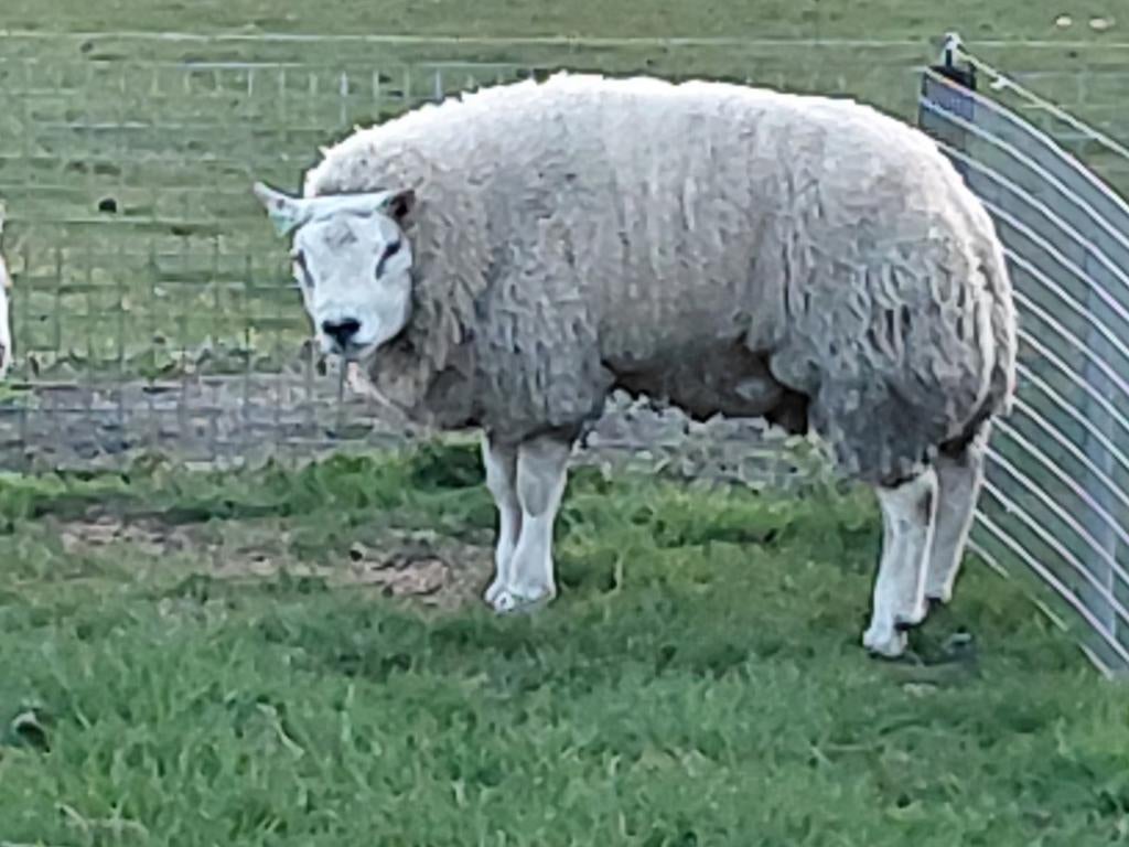 Beste texelaar ram!!!, Mannelijk, Schaap