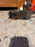 Britse Korthaar . Prettige 1 mannetje, Dieren en Toebehoren, Poes