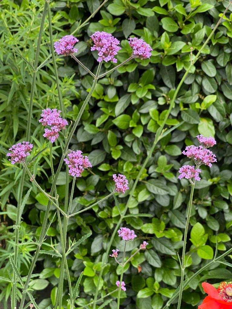 Plantjes ijzerhard stijf (Verbena bonariensis), Volle zon, Tweejarig, Zomer, Ophalen