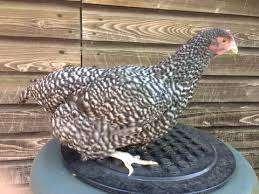 Krielkippen:NoordHollandseBlauwe-Wyandote-Sussex-Barnevelder, Dieren en Toebehoren, Pluimvee, Kip, Vrouwelijk