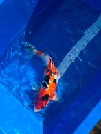 Matsue sanke 45 cm nisai, Karper of Koi