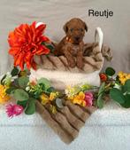 Toy poedel puppy's, Dieren en Toebehoren, Honden | Chihuahua's en Gezelschapshonden, Poedel, HCC (leverziekte), 8 tot 15 weken