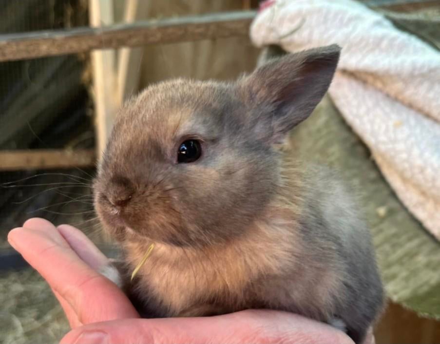Hele lieve konijntjes zoeken liefdevol thuis ️ ️, Dieren en Toebehoren, Konijnen, Meerdere dieren, Klein, Hangoor, 0 tot 2 jaar
