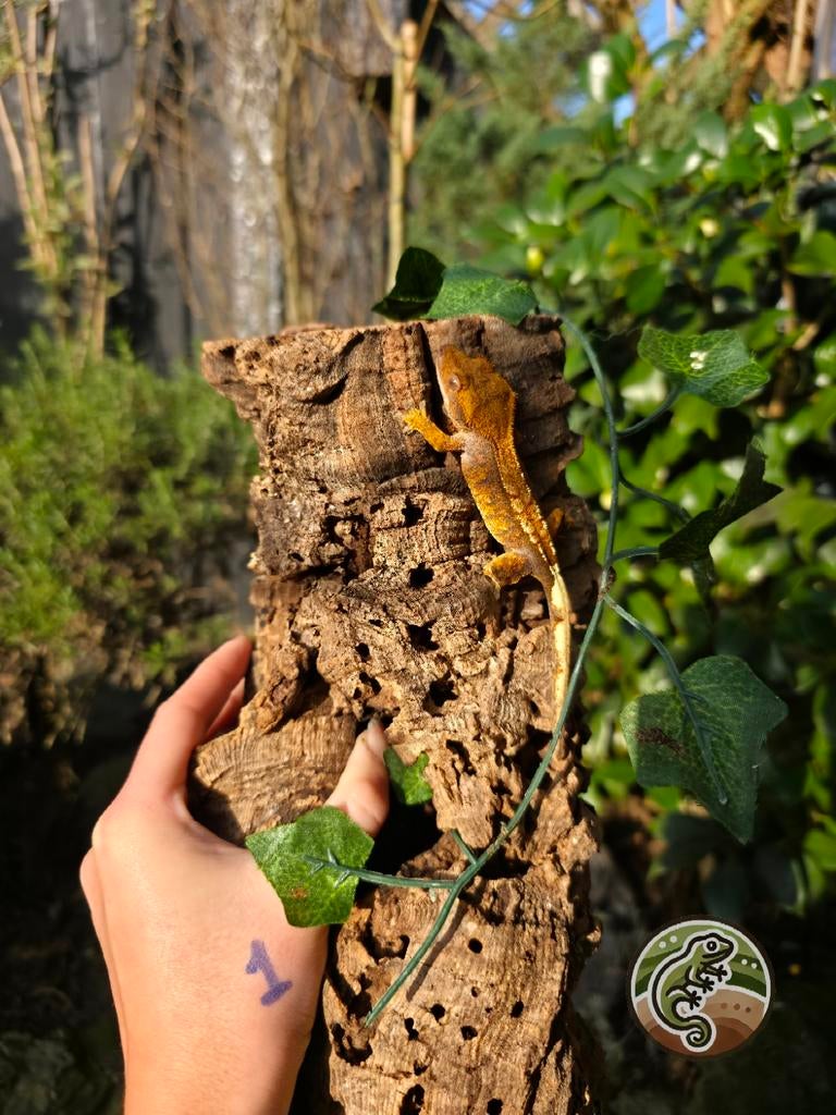 Jonge Wimpergekko's 1.2.3, Dieren en Toebehoren, Reptielen en Amfibieën, Hagedis, 0 tot 2 jaar