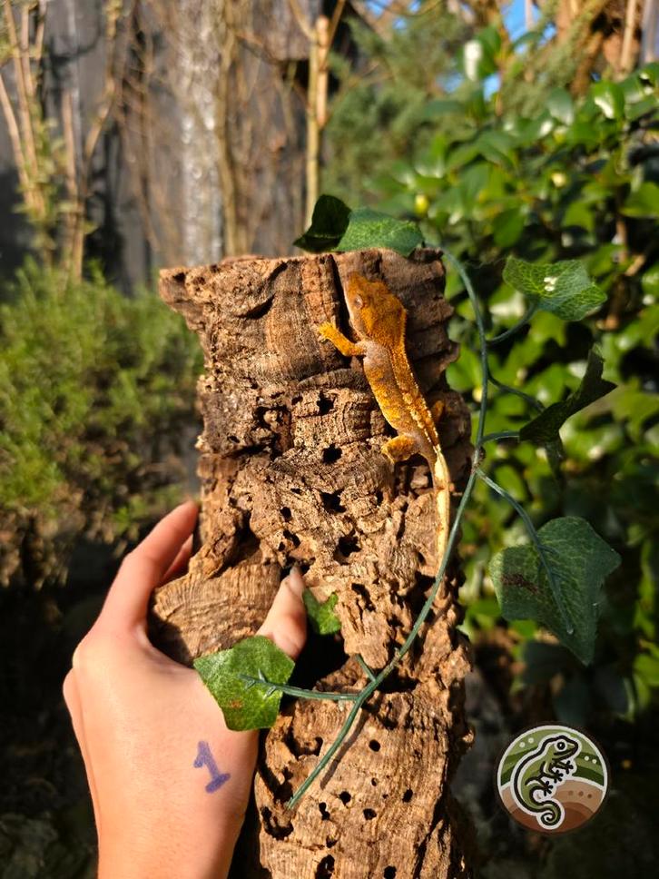 Jonge Wimpergekko's 1.2.3 Crested Gecko - male for sale from TinyWorld