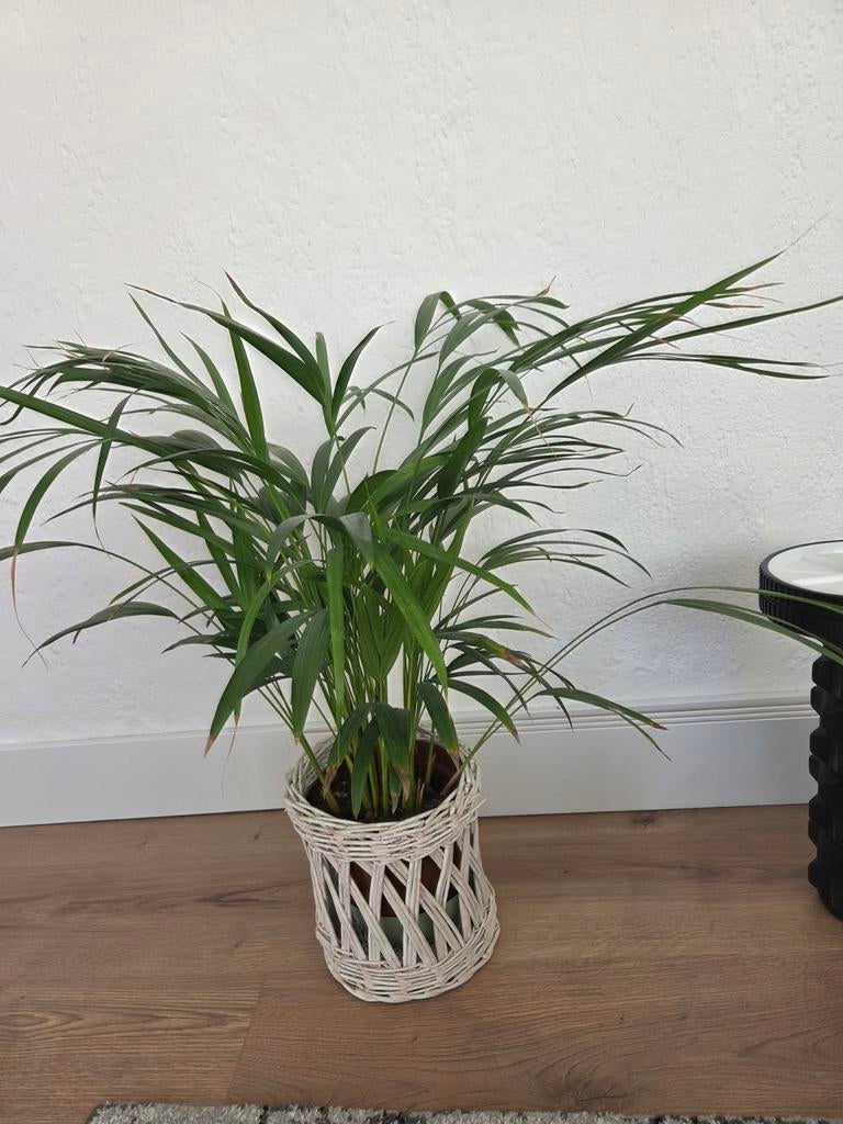Mooie Areca palm in rieten pot, Huis en Inrichting, Kamerplanten, 100 tot 150 cm, Palm, In pot, Groene kamerplant