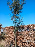 Steeneik,  Quercus ilex hoogstam in pot, Ophalen, In pot, Overige soorten
