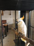 Div aan kooi en volière vogels, Dieren en Toebehoren, Meerdere dieren, Parkiet