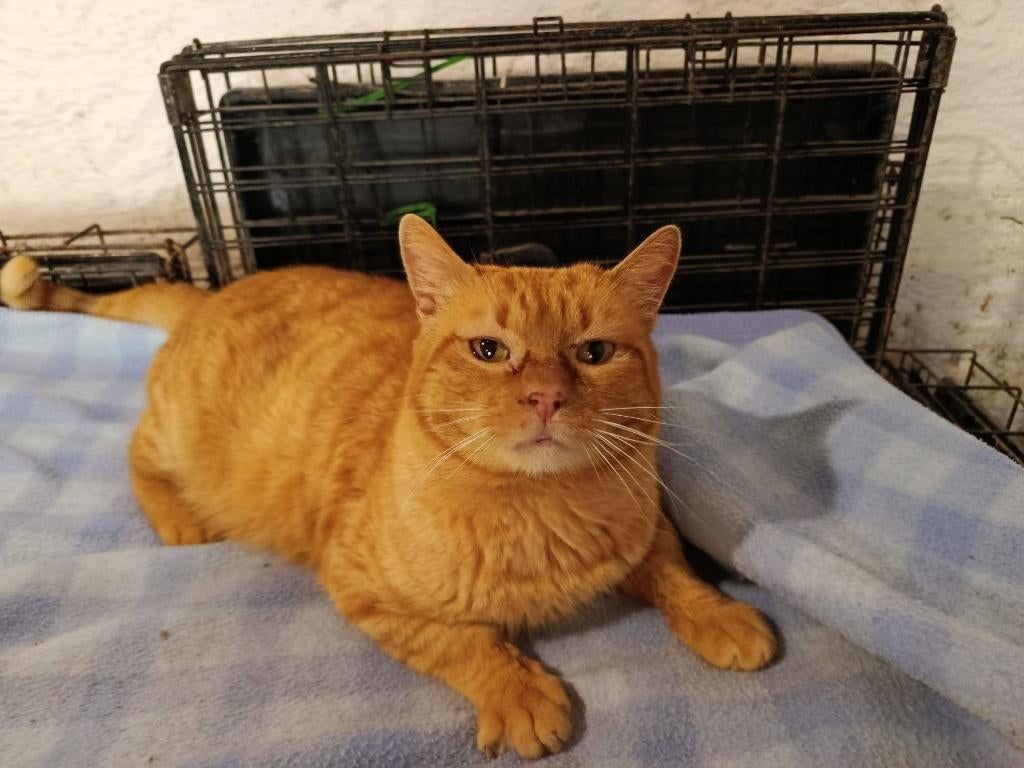 Jarela, Jimmy, 23-03.2024 door familie afgestaan, Dieren en Toebehoren, Katten en Kittens | Overige Katten, Kater, Kortharig, 0 tot 2 jaar