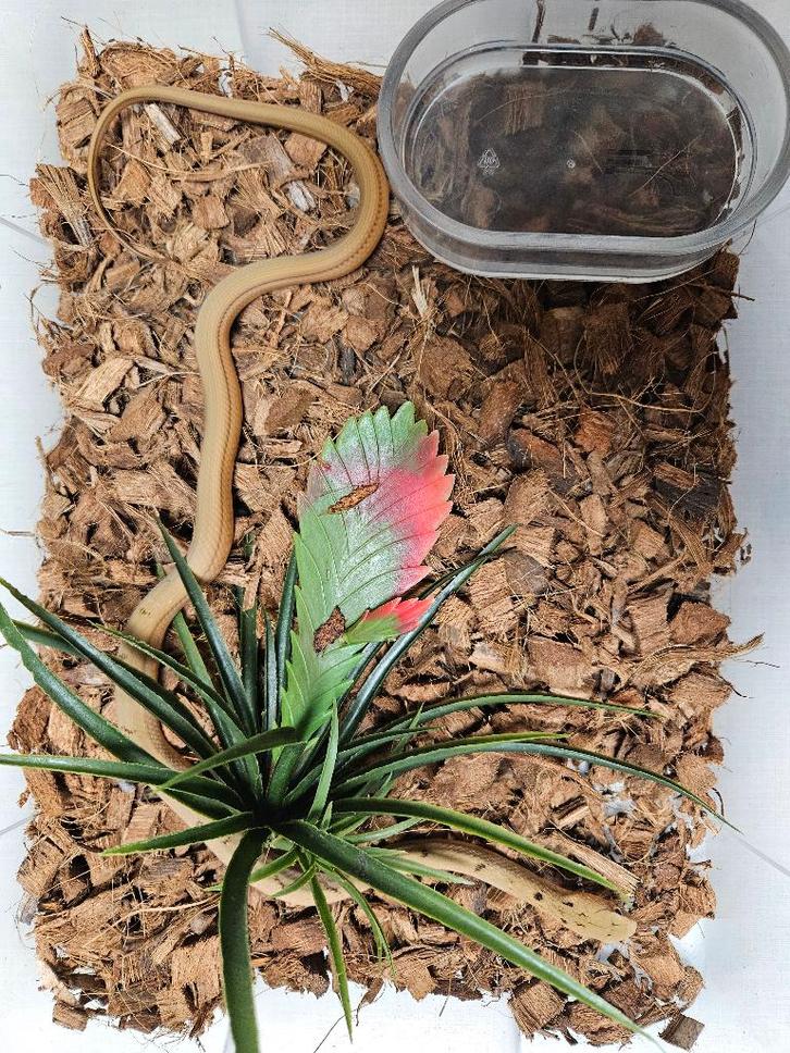 Elaphe Carinata Taiwanese stinkslang Rat Snake - unknown for sale from TerShop