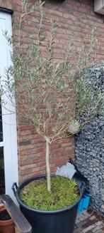 Olijfboom in kuip, Bloeit niet, 100 tot 250 cm, Olijfboom, Ophalen