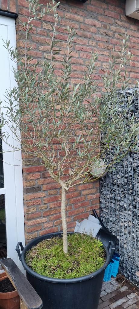 Olijfboom in kuip, Tuin en Terras, Planten | Bomen, Olijfboom, 100 tot 250 cm, Volle zon, Bloeit niet, Ophalen